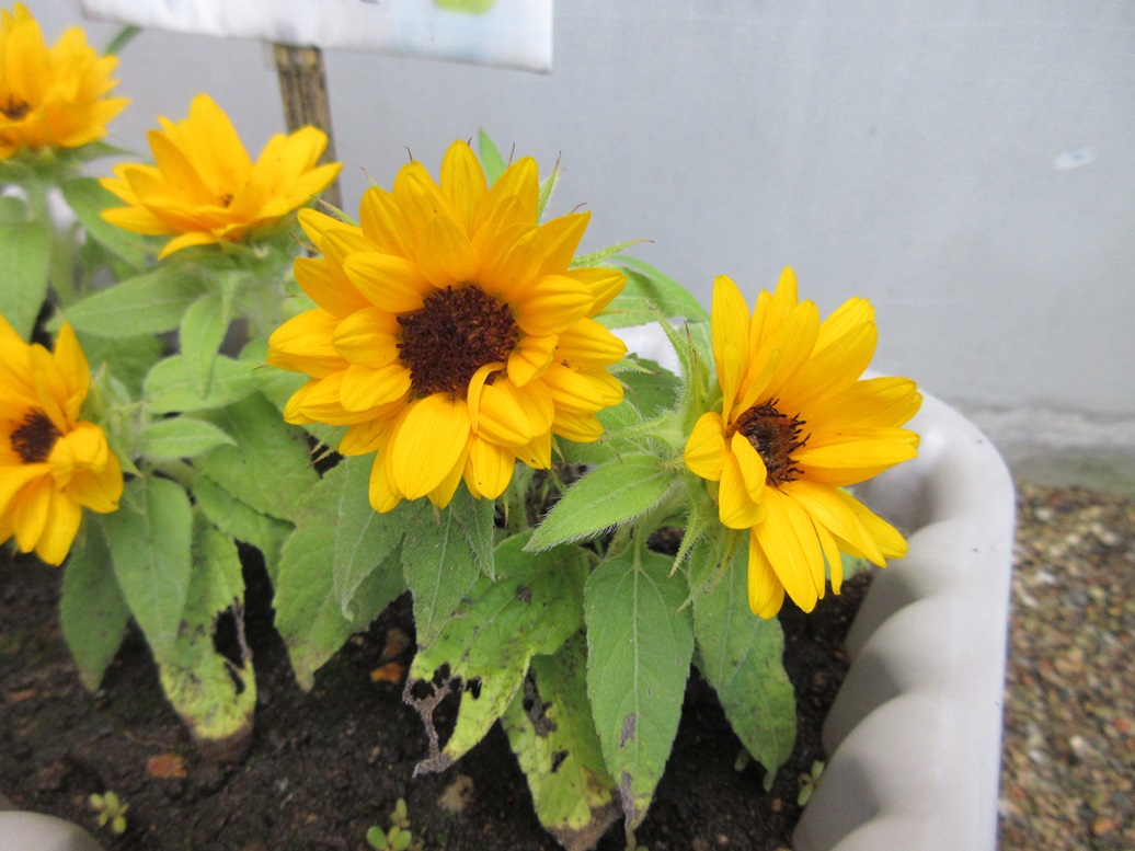 ７月の行事🌻