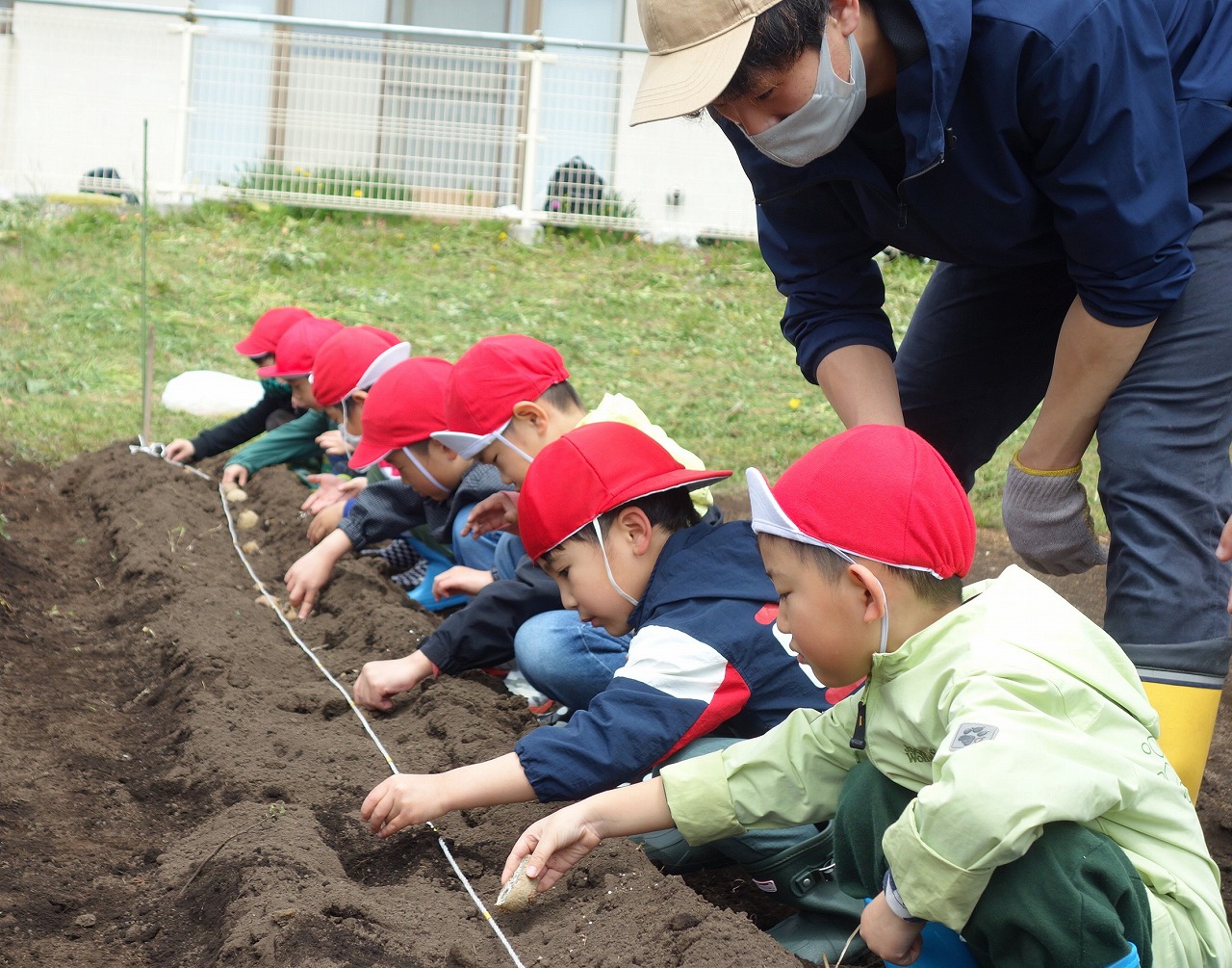 七重浜こども園　「芋植え」