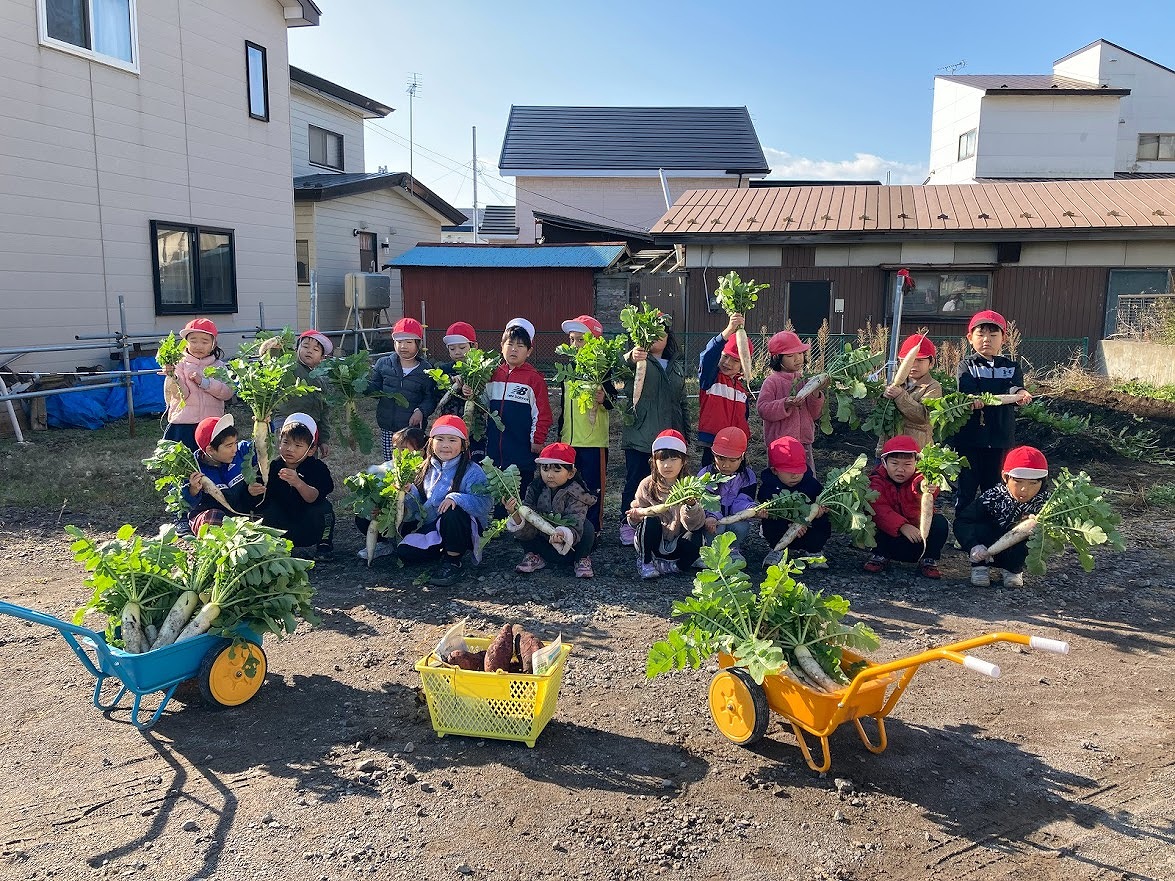 七重浜こども園　「5歳児　大根収穫」