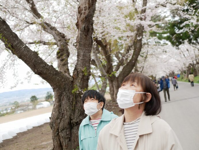 函館青年寮　「陣屋桜を見上げて」