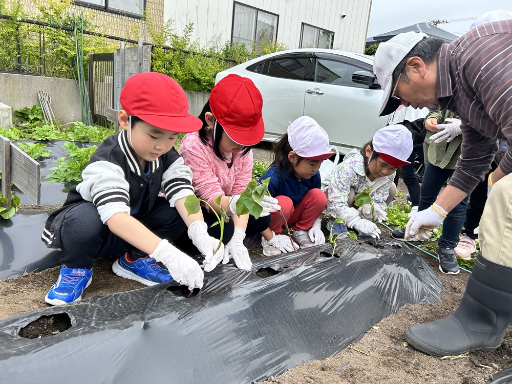 七重浜こども園　さつまいも植え