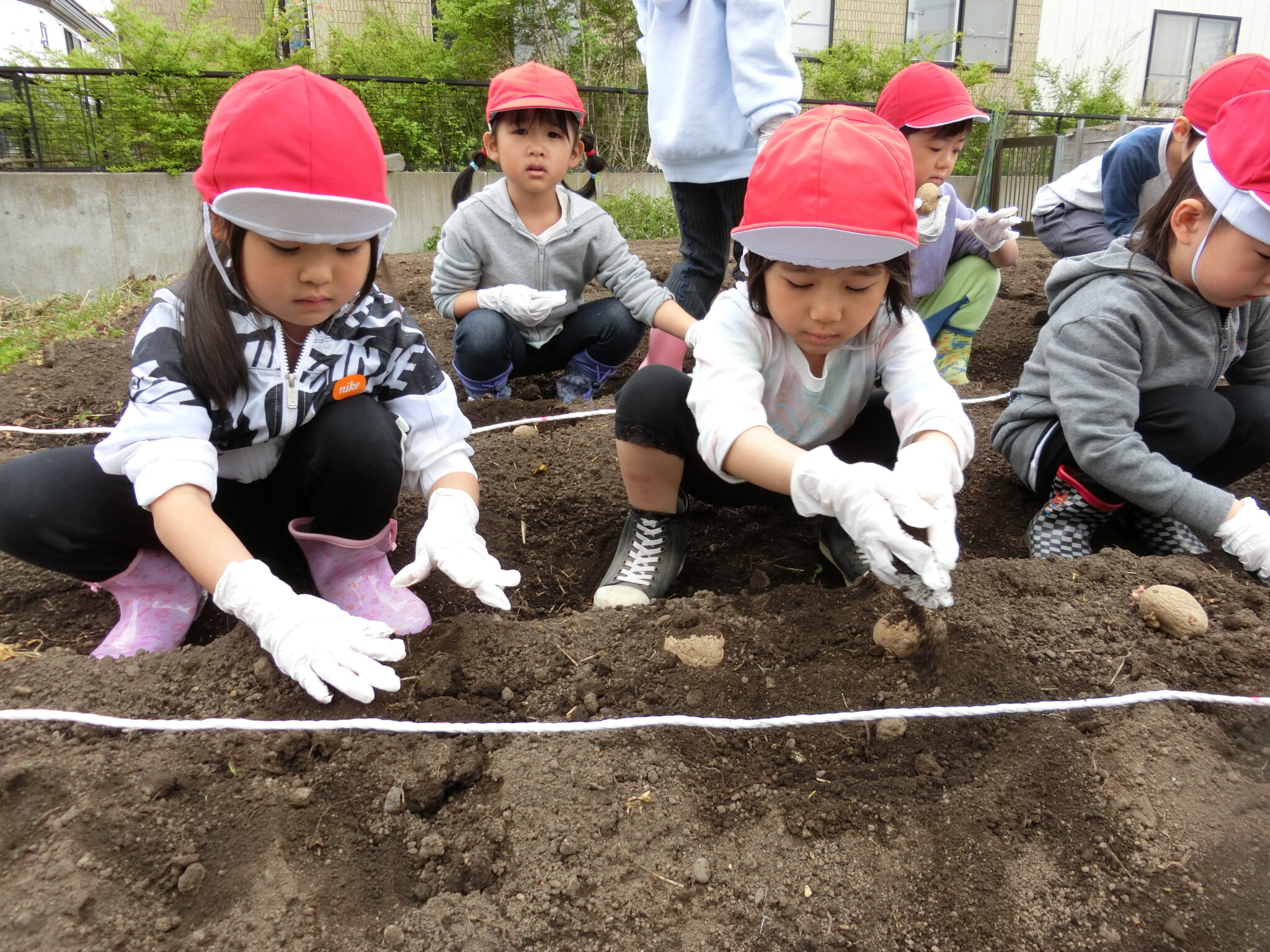七重浜こども園　じゃが芋植え