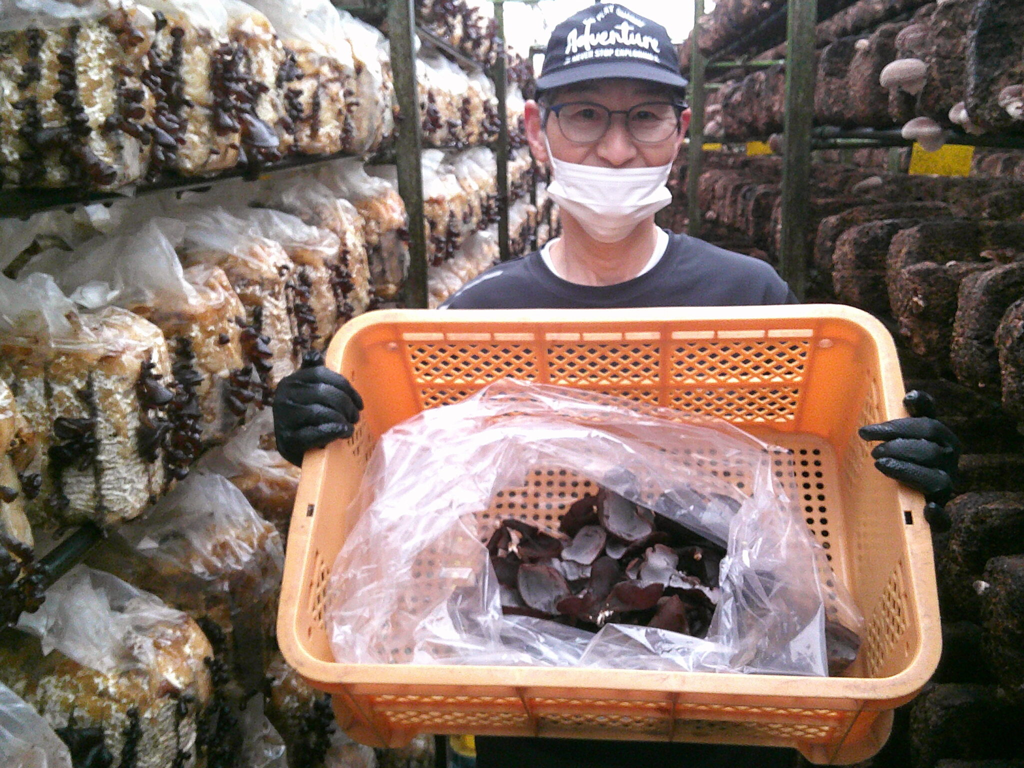 おしま菌床きのこセンターきくらげの試験栽培